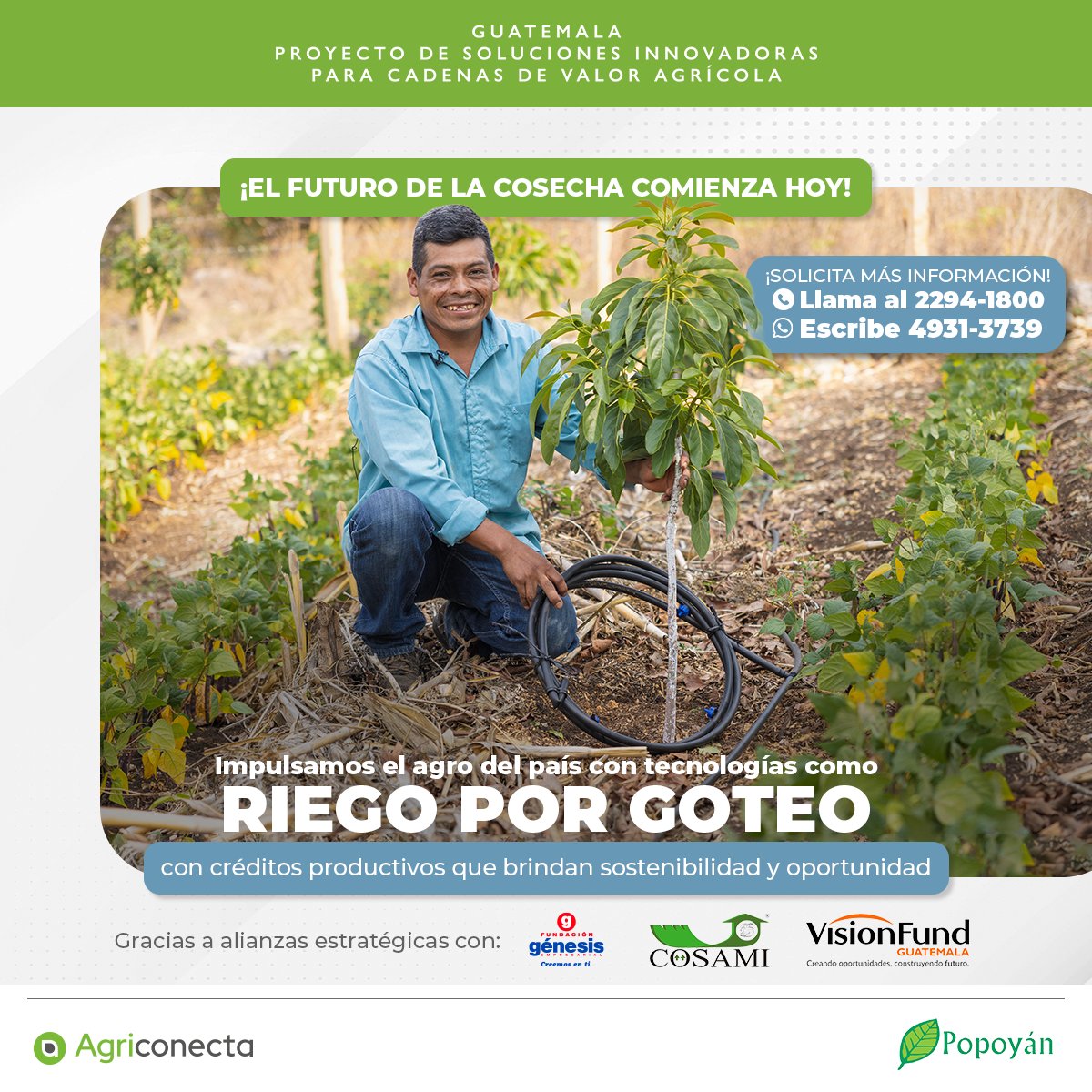 Gracias a nuestras alianzas con COSAMI, GÉNESIS EMPRESARIAL Y VISION FUND; promovemos créditos productivos que facilitan la adquisición de tecnología agrícola como riego por goteo, que optimiza el uso del agua y mejora la producción. 
<a href="/popoyan_gt/">Popoyán</a>  <a href="/usembassyguate/">US Embassy Guatemala</a>