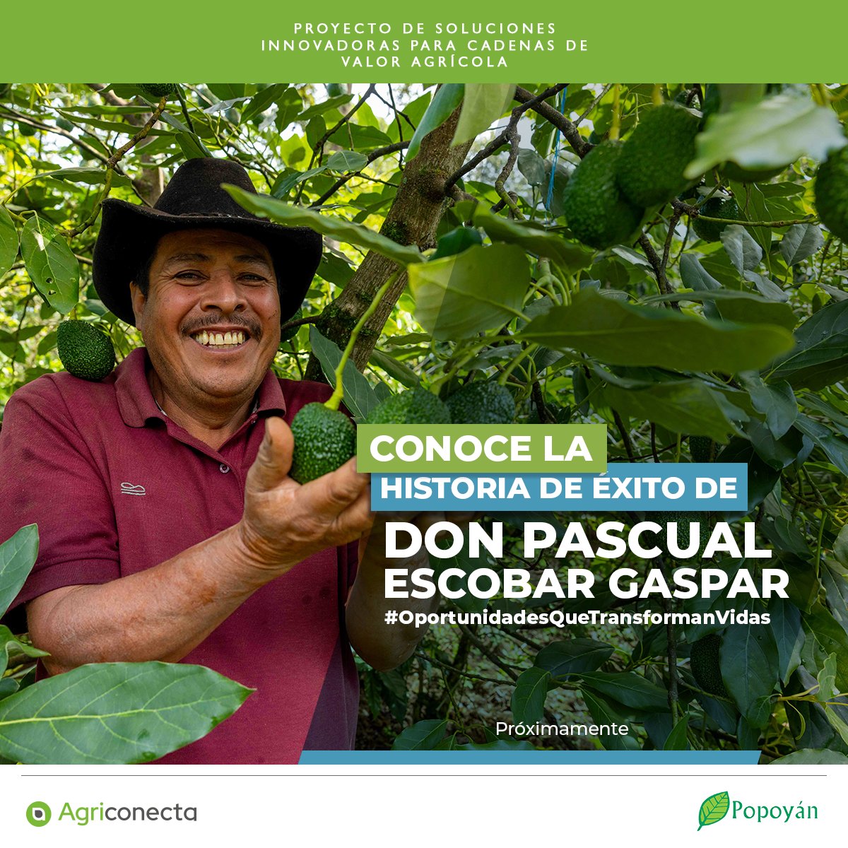Cada historia en el campo importa. Don Pascual Escobar se decidió por la innovación. Con PRO-INNOVA recibió capacitación, accedió a mercados y hoy cultiva café y aguacate en Guatemala, generando estabilidad para su familia. @Popoyan_gt @USEmbassyGuatemala