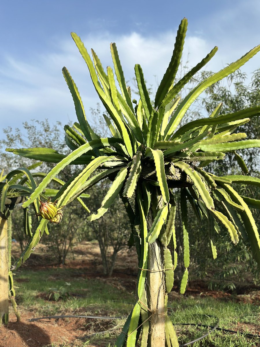 SundiHkm's tweet photo. Agro-tourism, culinary tourism with a touch of cultural tourism. Y’all should visit #KaynelaFarms💚😩
#TravelComp2025 https://t.co/TD4Vvdhnbj