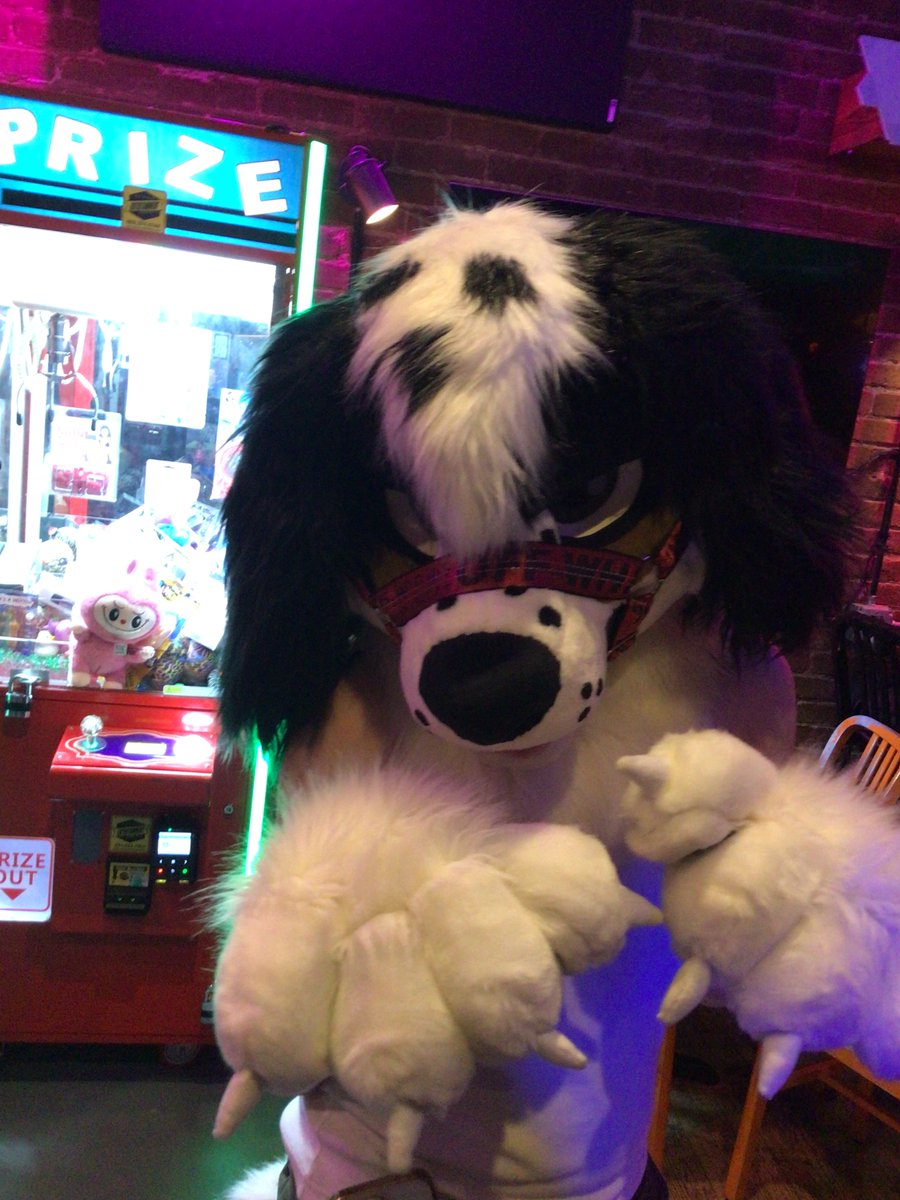 Maxwell The Raccoon tweet media