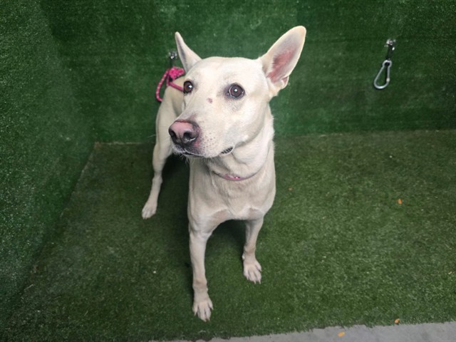 #A5738915
Male, white German Shepherd Dog
2 years old.
PetHarbor.com/pet.asp?uaid=L…