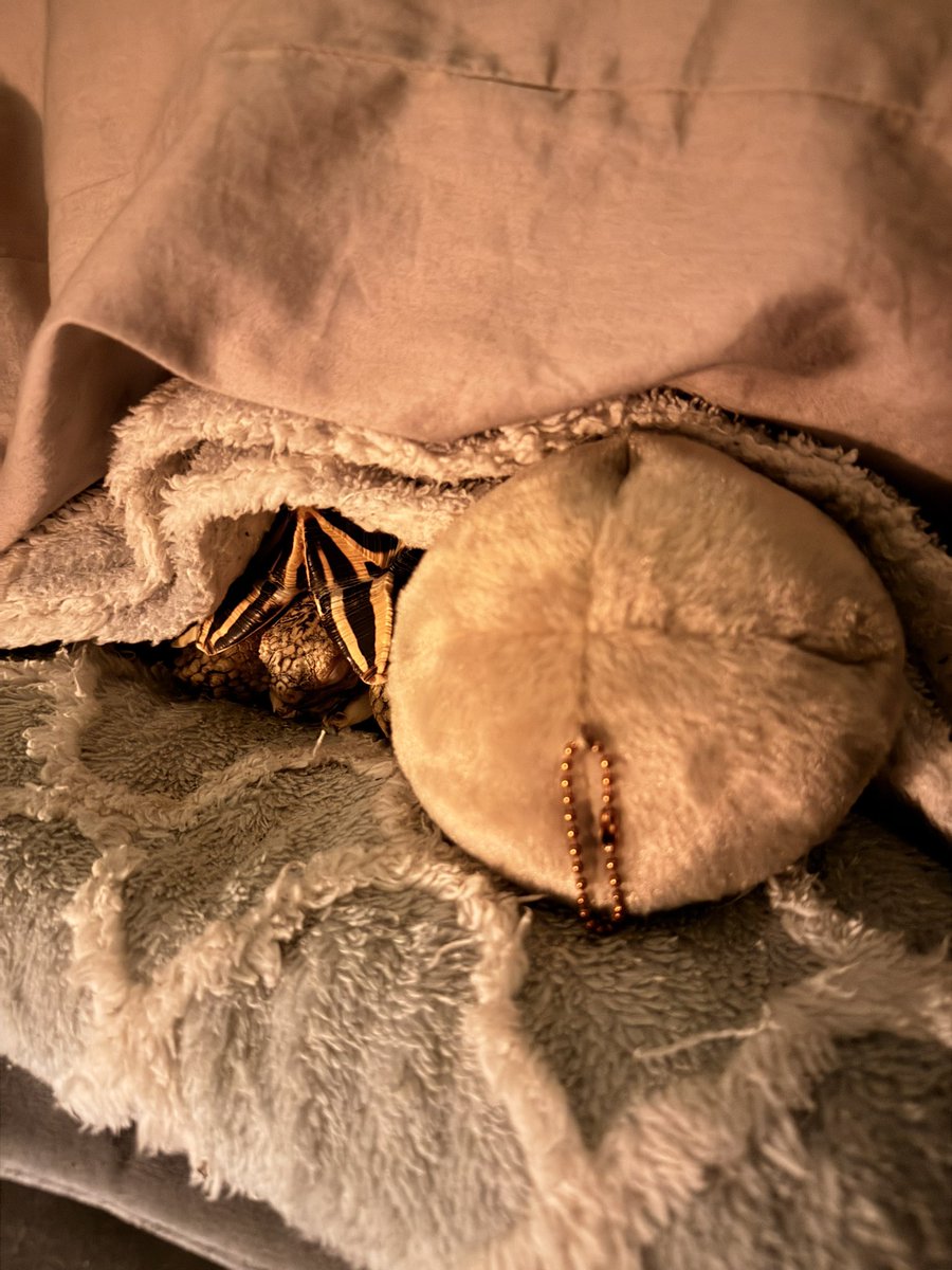 エリンギのハチワレと一緒に寝てるとらぞうが癒し度高すぎてずっと見てられるんですが🥺