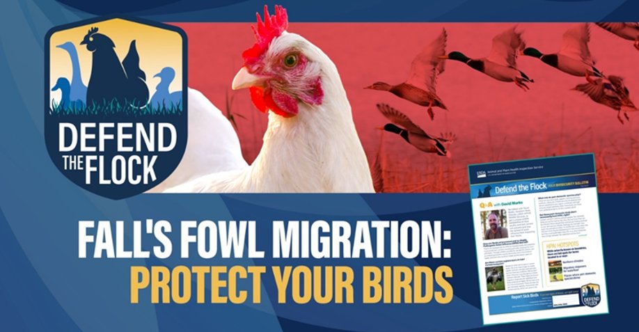 Defend the Flock tweet media