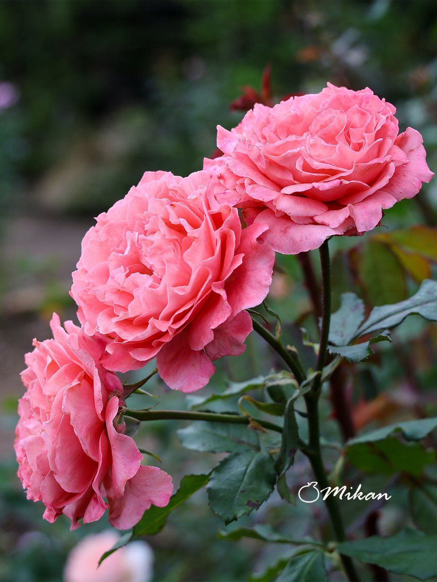 ryu ryu 3❌No DMs please🐯🍥🍚😋🎹🎸 fx 📸🐠🎣🌼🍺… (@ryujiy8823