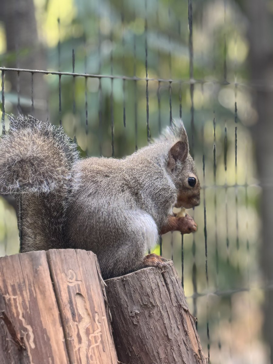 ここ1ヶ月はひたすらに！
リハ！リハ！現場！リハ！現場！
でございます。幸せですね。

今月初休みだった昨日のリスをお納めください🐿️