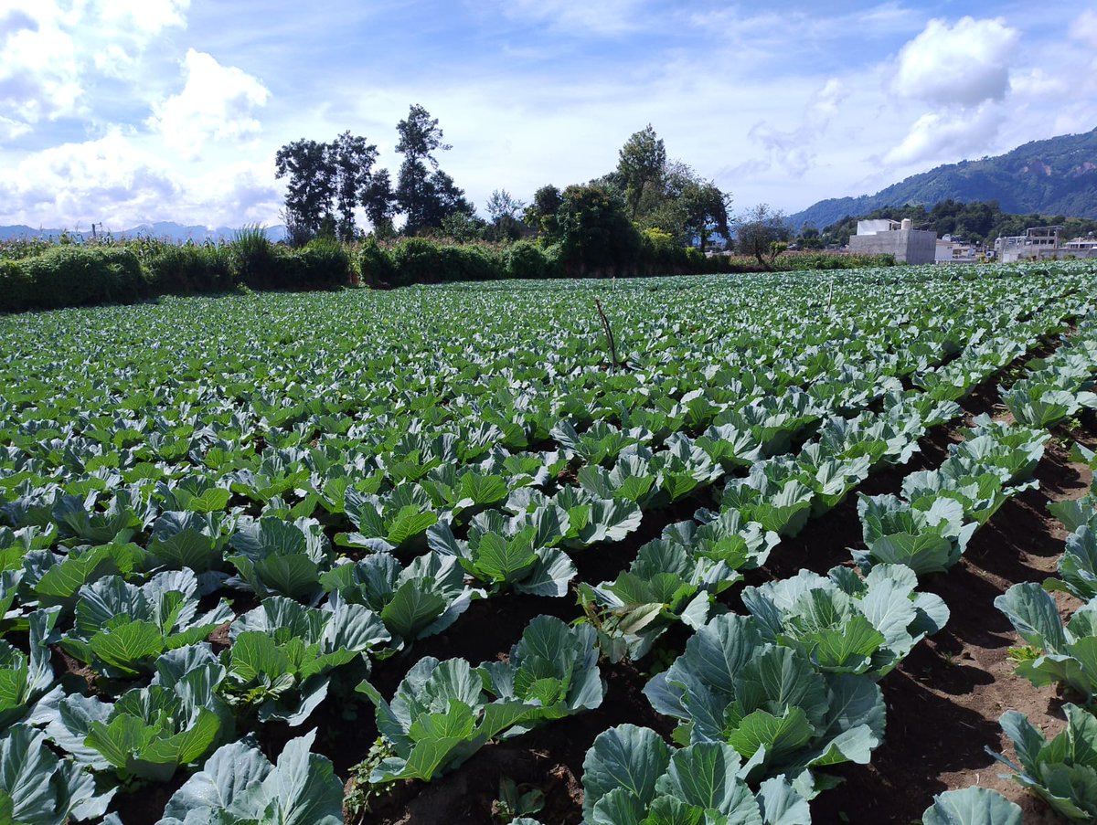 Impulsamos la vinculación comercial de productores con mercados a través de espacios de exposición para sus cosechas, como la realizada en nuestra sede de Quetzaltenango. Prácticas que abren puertas a nuevas negociaciones.<a href="/popoyan_gt/">Popoyán</a>  <a href="/usembassyguate/">US Embassy Guatemala</a>