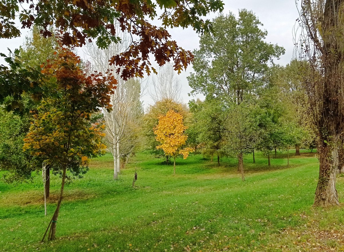 luca_bergamasco's tweet image. I have some #AutumnVibes in the archives. #tree #TreeClub