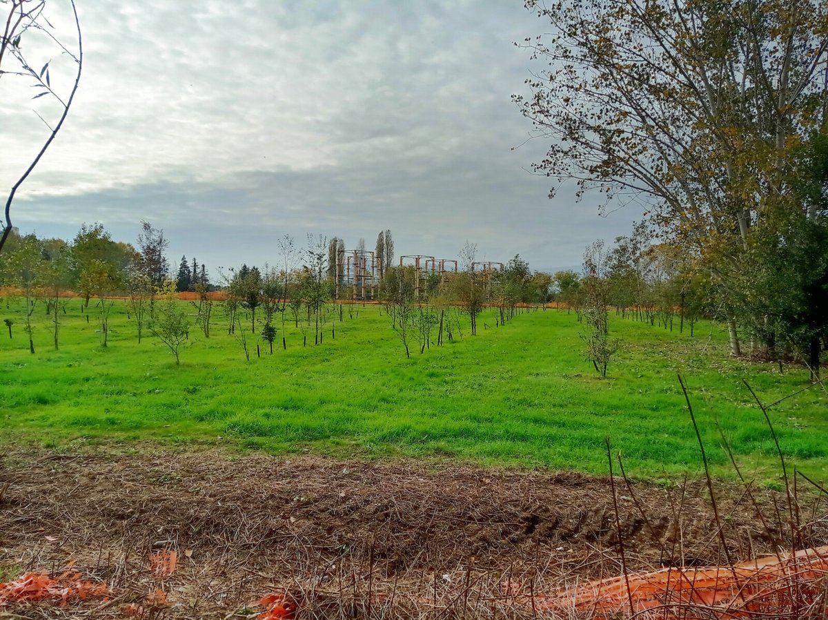 luca_bergamasco's tweet image. I have some #AutumnVibes in the archives. #tree #TreeClub