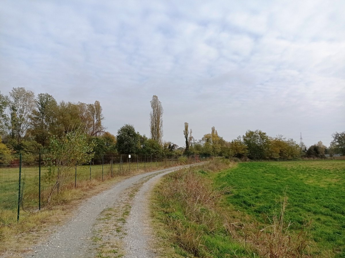 luca_bergamasco's tweet image. I have some #AutumnVibes in the archives. #tree #TreeClub