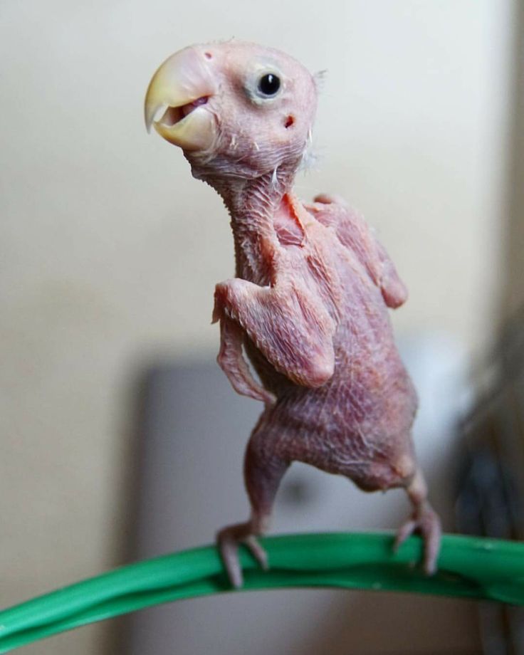 Mubişgiller (@mubisgiller) on Twitter photo 