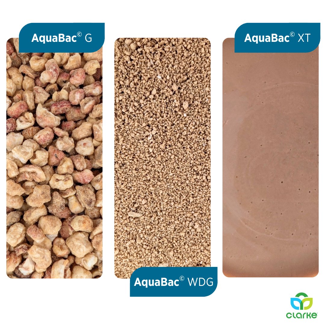 ClarkeMosquito's tweet image. The AquaBac® larvicide portfolio: 4 single-brood Bti-based formulations for flexible mosquito control from wetlands to storm drains. Safe for sensitive areas. 30+ years of performance.

Find your preferred formula: bit.ly/4oD0fQB

#MosquitoControl #VectorControl