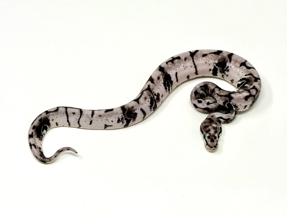 vbp_ballpython's tweet image. 0.1 Paradox Bumblebee VPI Axan

忙しくて定期LIVEできませんでした…
もはや不定期LIVE💦