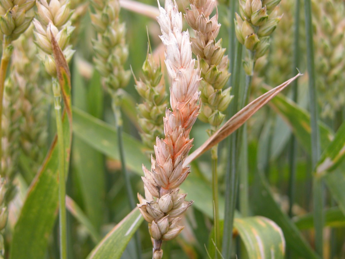 "These results suggest that a single fungicide application on a susceptible winter wheat cultivar at BBCH 39 or BBCH 60 can effectively and economically control foliar fungal diseases."

From <a href="/phytopathca/">CPS</a>'s new research article at doi.org/10.1080/070606…. 

<a href="/FrelsintheField/">Katherine Frels</a>