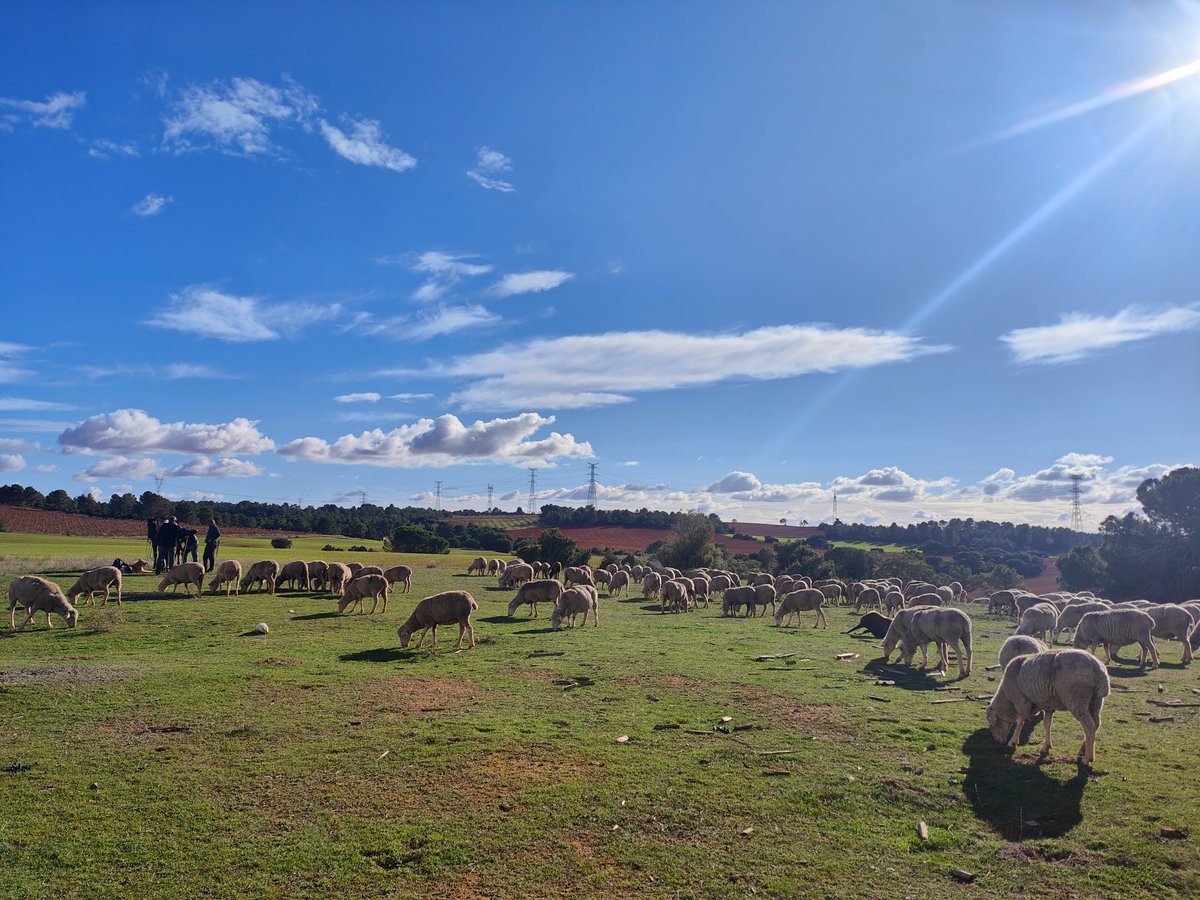 VeredasyT's tweet photo. Ganado Trashumante de ovejas merinas pastando en un majadal en la Cañada Real Conquense, se disponen a hacer sestero. El buen estado de conservación de la vía Pecuaria permite tanto el establecimiento de hábitats de especial interés, como la alimentación de los herbívoros. https://t.co/95gDnkhhDF