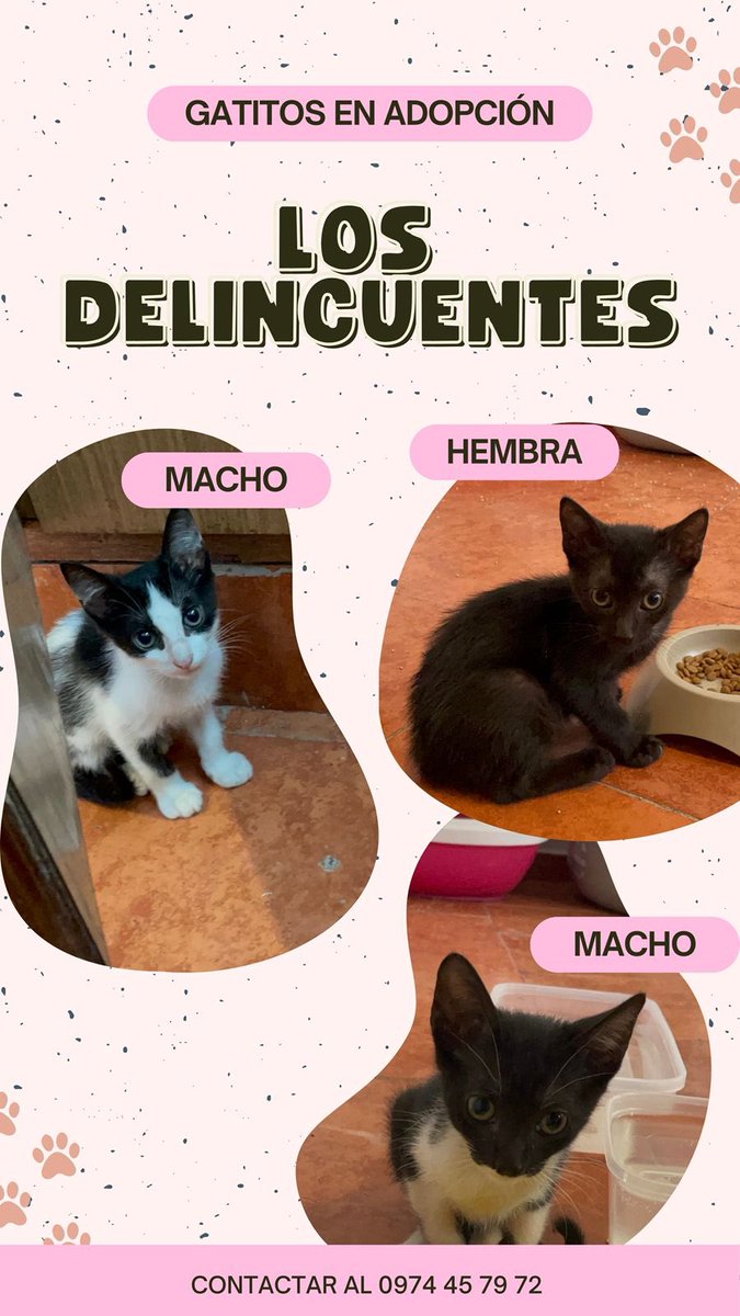 Hermosos michis en adopción 😍 interesados en adoptarlos pueden contactar al 0974 45 79 72 ayuda con RP 🙏