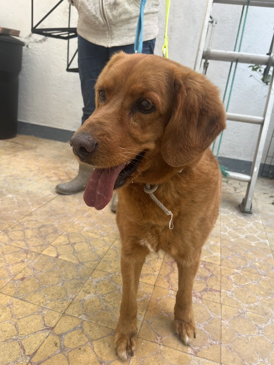 BakeryMexico's tweet image. ENCONTRADO en la Colonia del Valle. Busca a su familia. @En_laDelValle