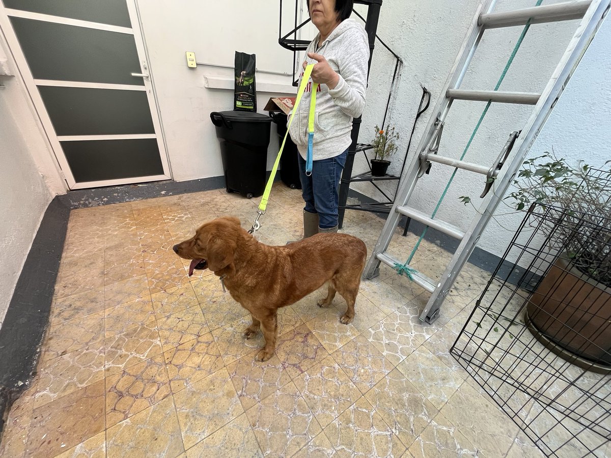 BakeryMexico's tweet image. ENCONTRADO en la Colonia del Valle. Busca a su familia. @En_laDelValle