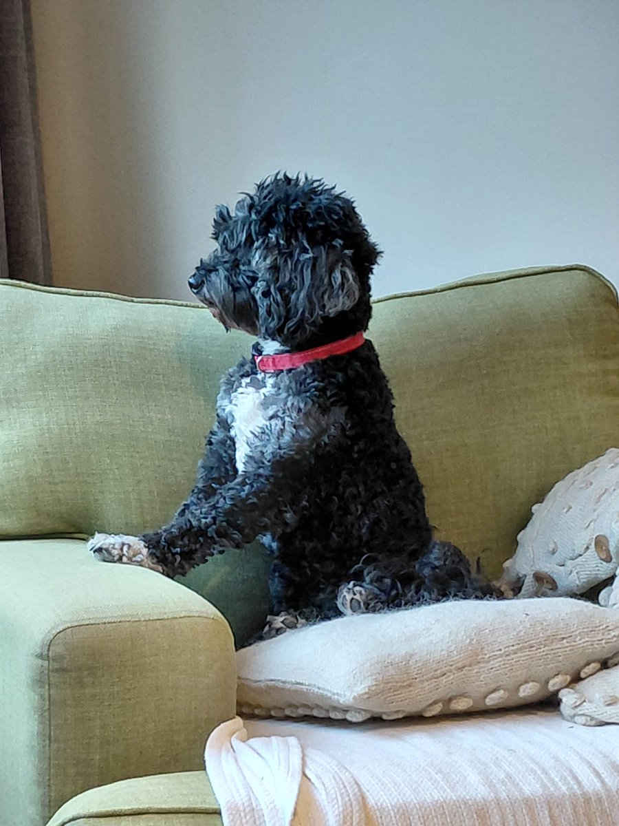 sarah laws (she/her/clanger) tweet media