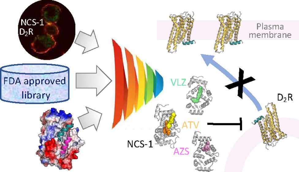 CIB_CSIC's tweet photo. #CIBpapers
Un trabajo publicado por el grupo de Nuria Campillo en el @CIB_CSIC muestra que ciertos fármacos actúan como moduladores de la localización del receptor D2 de dopamina (D2R) mediante la interrupción de la interacción NCS-1.
Léelo aquí 🔗https://t.co/yGRp5dpXac https://t.co/ZnaKtRSOMb