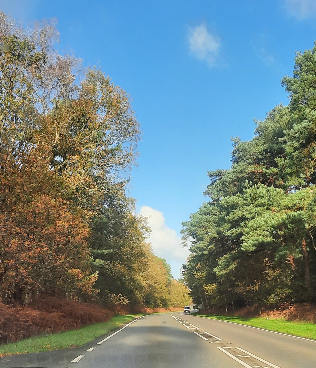 Heading towards Heacham on the A149 #autumn #trees #Norfolk