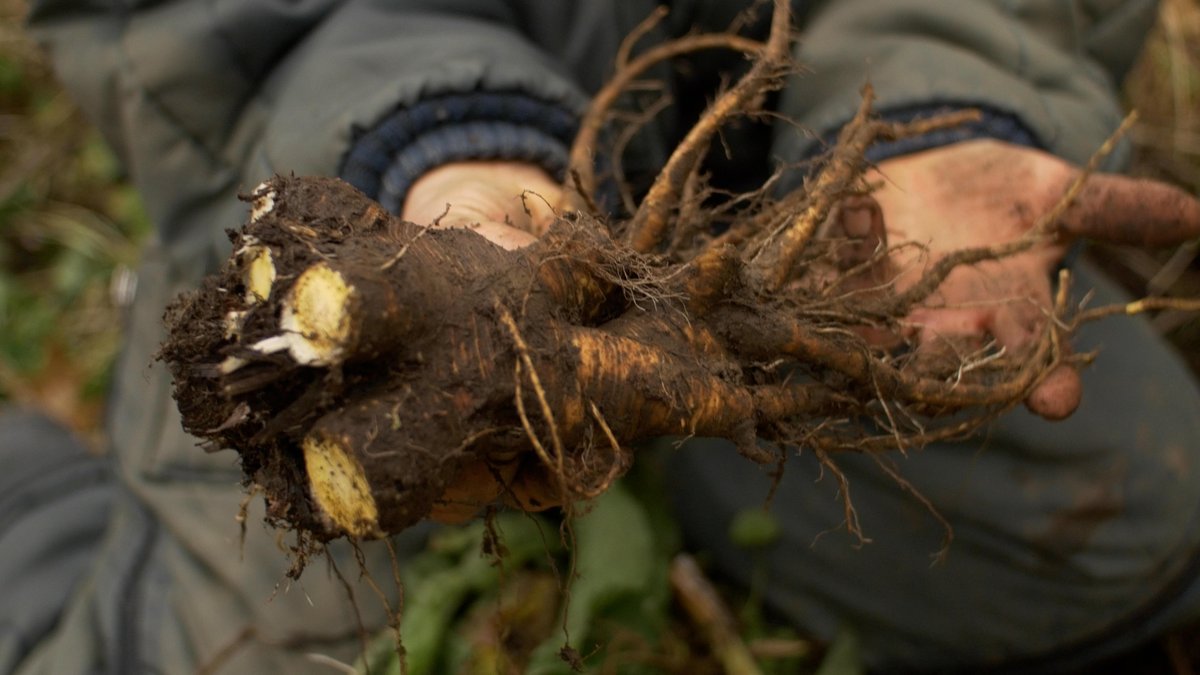 Foraging & Feasting tweet media