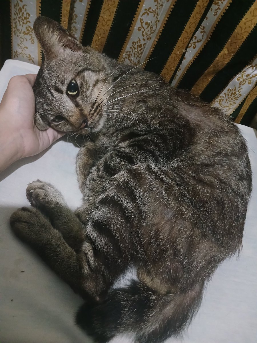 [❤️ and 🔁 are appreciated]

Opening urgent comms with this art style start from IDR 150k/15 USD to pay for vet bill,,

My cat's condition got worse, he is so skinny and doesn't even wanna eat anymore, pls DM me or email me (kurocheeseire@gmail.com) if interested🙏

ToS below ⬇️