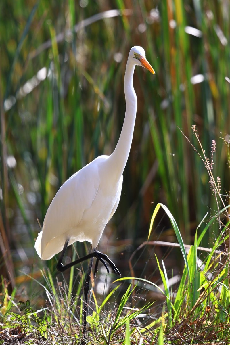 kanariasan's tweet image. そろりそろりなチューサギ

#EOSR6MarkII #EF300mm2xTC #野鳥撮影 #チュウサギ