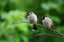 Eve giren adam; evde tek başına yaşayan eşini ağlar halde gördü ve ağlamasının sebebini sordu?

-Kadın: Evimizin önündeki ağaca konan kuşlar beni türbansız görebiliyor ve bu durumda Allah'a karşı günah işlemiş olabilirim; onun için ağlıyorum dedi.

-Adam: Karısının Allah korkusu