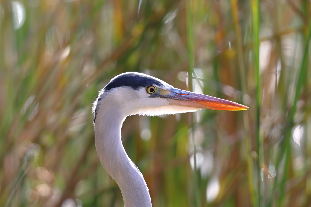 kanariasan's tweet image. アオサギ…だと思うけどなんかひょろっとしとるなこやつ。前に噴水のとこで出会ったやつに似てる気がする

#EOSR6MarkII #EF300mm2xTC #野鳥撮影 #アオサギ