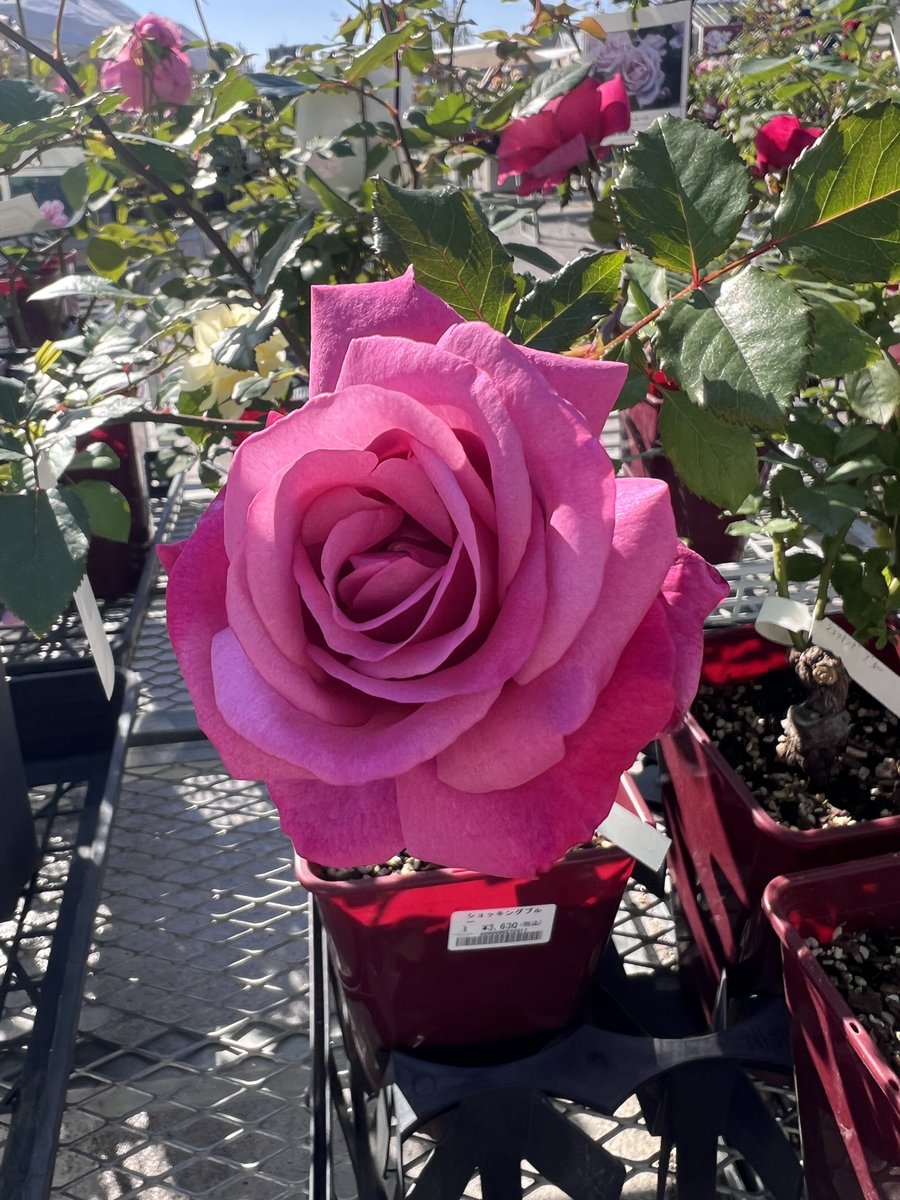 リニューアルされた京阪園芸さんに先日行って来ました。 なんで