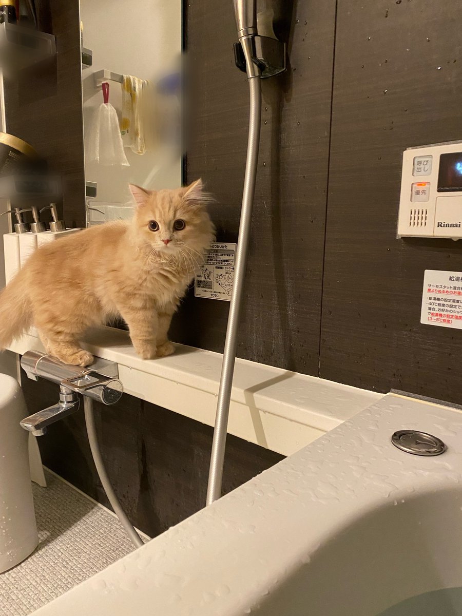 覗きに来る→ビビる→逃げる→また来る、を赤ちゃんの頃からやってる