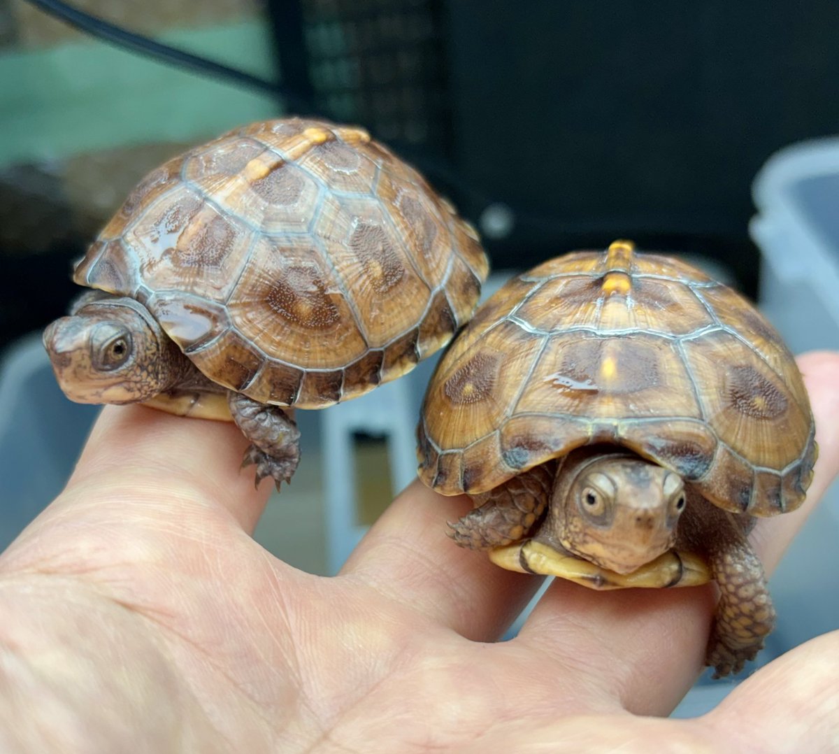 dsk_life's tweet image. トウブハコガメ2025CB

仲良くさせてもらっているブリーダーさんのクラッチ違いの同腹兄弟👬

全く違う雰囲気だと思って購入したけど、少し育って横顔が似てきたかも…😆
#トウブハコガメ
#アメリカハコガメ
#EasternBoxTurtle