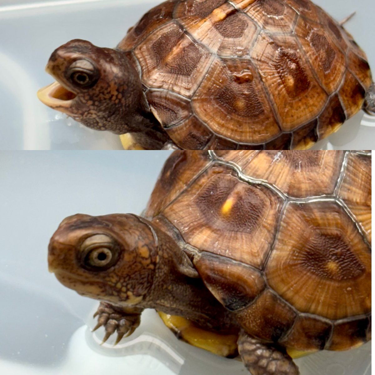 dsk_life's tweet image. トウブハコガメ2025CB

仲良くさせてもらっているブリーダーさんのクラッチ違いの同腹兄弟👬

全く違う雰囲気だと思って購入したけど、少し育って横顔が似てきたかも…😆
#トウブハコガメ
#アメリカハコガメ
#EasternBoxTurtle