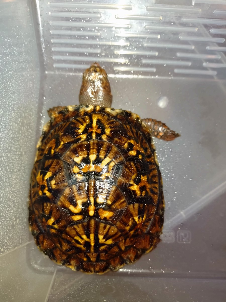 ぶりくら市も近いので久しぶりに去年頂いた23CB@GOLD_CASTLE_さん産
トウブハコガメまだまだ変化の楽しめる子です。今年もいい子沢山いそう😆
#burikura