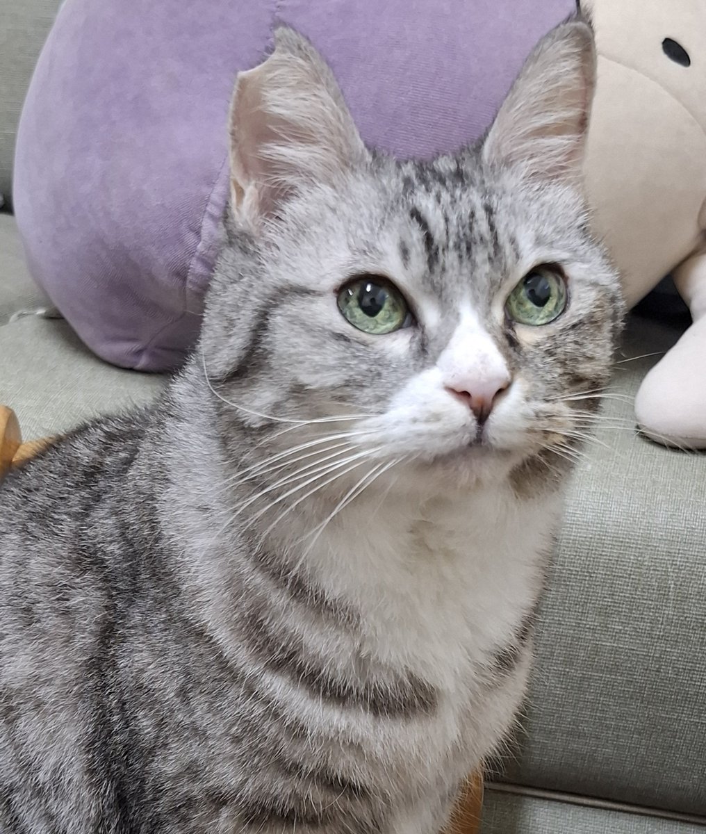 Whitezero2000's tweet image. ニアちゃんとヌメラと🦈
#今日のニアちゃん