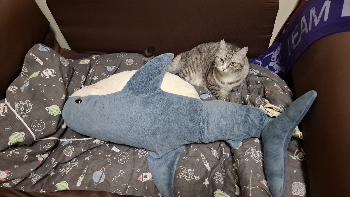 Whitezero2000's tweet image. ニアちゃんとヌメラと🦈
#今日のニアちゃん