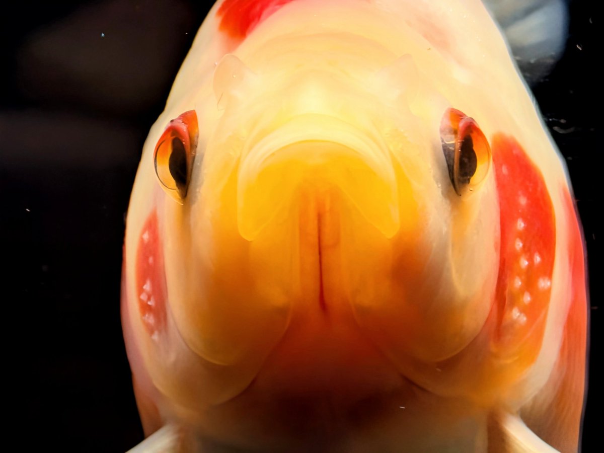 KanazawaKingyo's tweet image. 手軽に綺麗な金魚を撮りたくて
コスパ優秀な　#googlepixel10　に乗り換えました
今年の仕上がりを少しずつ撮影📸して行きます