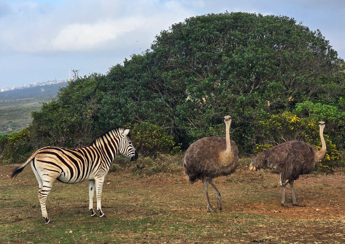 You know you’re blessed when your morning walk feels like living an African proverb. 🌍

Only at Pinnacle Point…

#PinnaclePointEstate #AwardWinning #WildLife