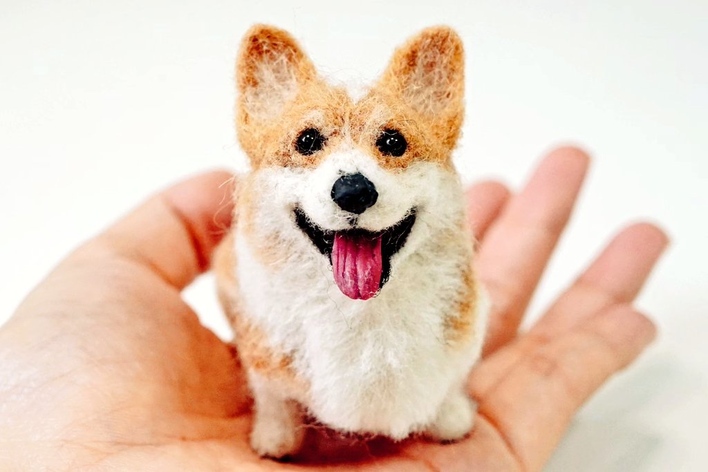 まあるいお目目のコーギーさん