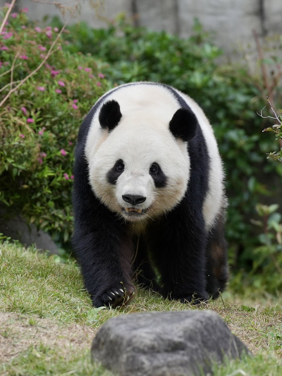 レイちゃんのとこ行こっと🐾🐾 📷2025.11 #シャオシャオ #上野動物園