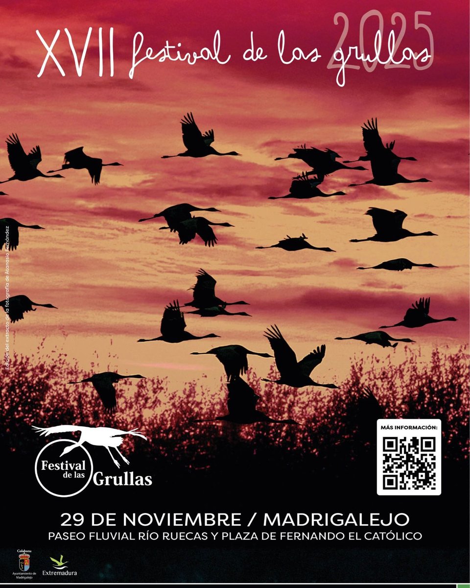 ¡Vuelve el Festival de las Grullas a Madrigalejo!
El próximo 29 de noviembre, Madrigalejo será el escenario del XVII Festival de las Grullas 2025, una cita imprescindible para amantes de la naturaleza y las aves.
Lugar / Paseo Fluvial Río Ruecas y Plaza de Fernando el Católico