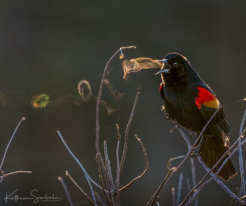 tuCpakoa's tweet photo. Et si on pouvait voir le chant des oiseaux ?
Un matin d'hiver, la photographe Kathrin Swoboda a pris de féeriques clichés d'oiseaux faisant de la vapeur d'eau en chantant, et mise en lumière par les rayons du Soleil. 

© https://t.co/bUHLIqfbPX https://t.co/JjPBIWSQTq