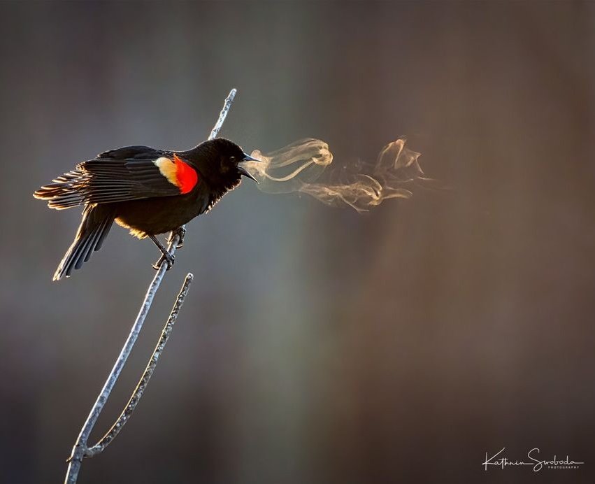 tuCpakoa's tweet photo. Et si on pouvait voir le chant des oiseaux ?
Un matin d'hiver, la photographe Kathrin Swoboda a pris de féeriques clichés d'oiseaux faisant de la vapeur d'eau en chantant, et mise en lumière par les rayons du Soleil. 

© https://t.co/bUHLIqfbPX https://t.co/JjPBIWSQTq