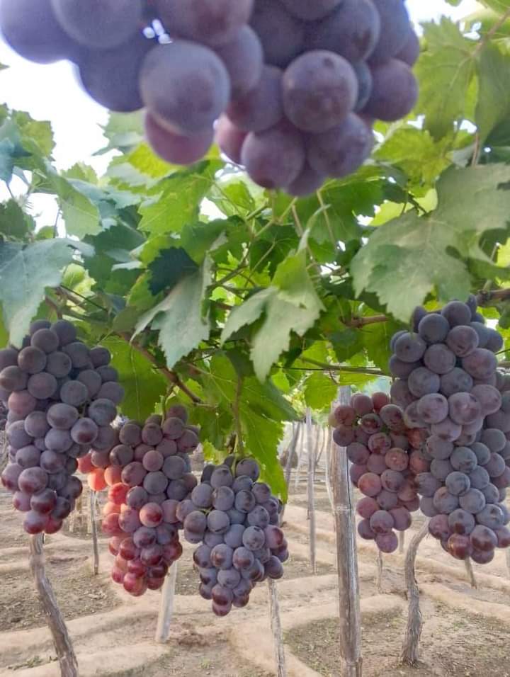 #NigeriaFarms: The <a href="/NFGCSFarmEstate/">Nigeria Farmers Group & Cooperative Society</a> Grapevine Cluster will continue the planting of our Grapes from December, 2025.

In all, we are planting about 30 hectares of various varieties of Grapes for Both Table Consumption and Wine Production.

We are also proud to also announce that