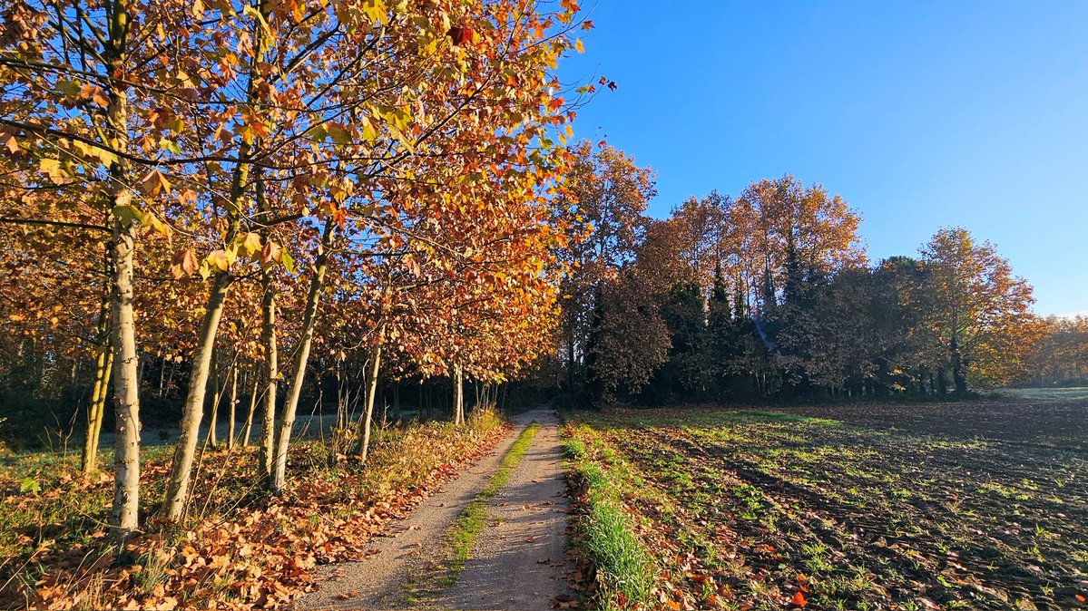 Colors de tardor. 📸fetes a les feixes del Ter a Verges.
<a href="/meteocat/">Meteocat</a> <a href="/sarai_sarroca/">Sarai Sarroca</a> <a href="/sibilafc/">Silvia Ferrer</a> <a href="/AEMET_Cat/">AEMET_Cataluña</a> <a href="/SoniaPapell/">Sònia Papell Caimons</a> <a href="/TomeuRigoR/">Tomeu Rigo</a> <a href="/eliseuvilaclara/">Eliseu Vilaclara</a> <a href="/acam_cat/">ACAM</a> <a href="/meteorac1/">Meteorologia RAC1</a> <a href="/tempsdemeteo/">Temps de Méteo</a> <a href="/Oriol_RB/">Oriol Rodríguez Ballester</a> <a href="/MeteoredES/">Meteored España</a> <a href="/GrupCMI/">ClimaMeteoInfo</a> <a href="/btveltemps/">btv el temps</a> #meteo #CMI <a href="/3CatInfoelTemps/">3CatInfo El temps</a> <a href="/alfons_pc/">Alfons Puertas</a> <a href="/3CatInfo/">3CatInfo</a> #meteo
