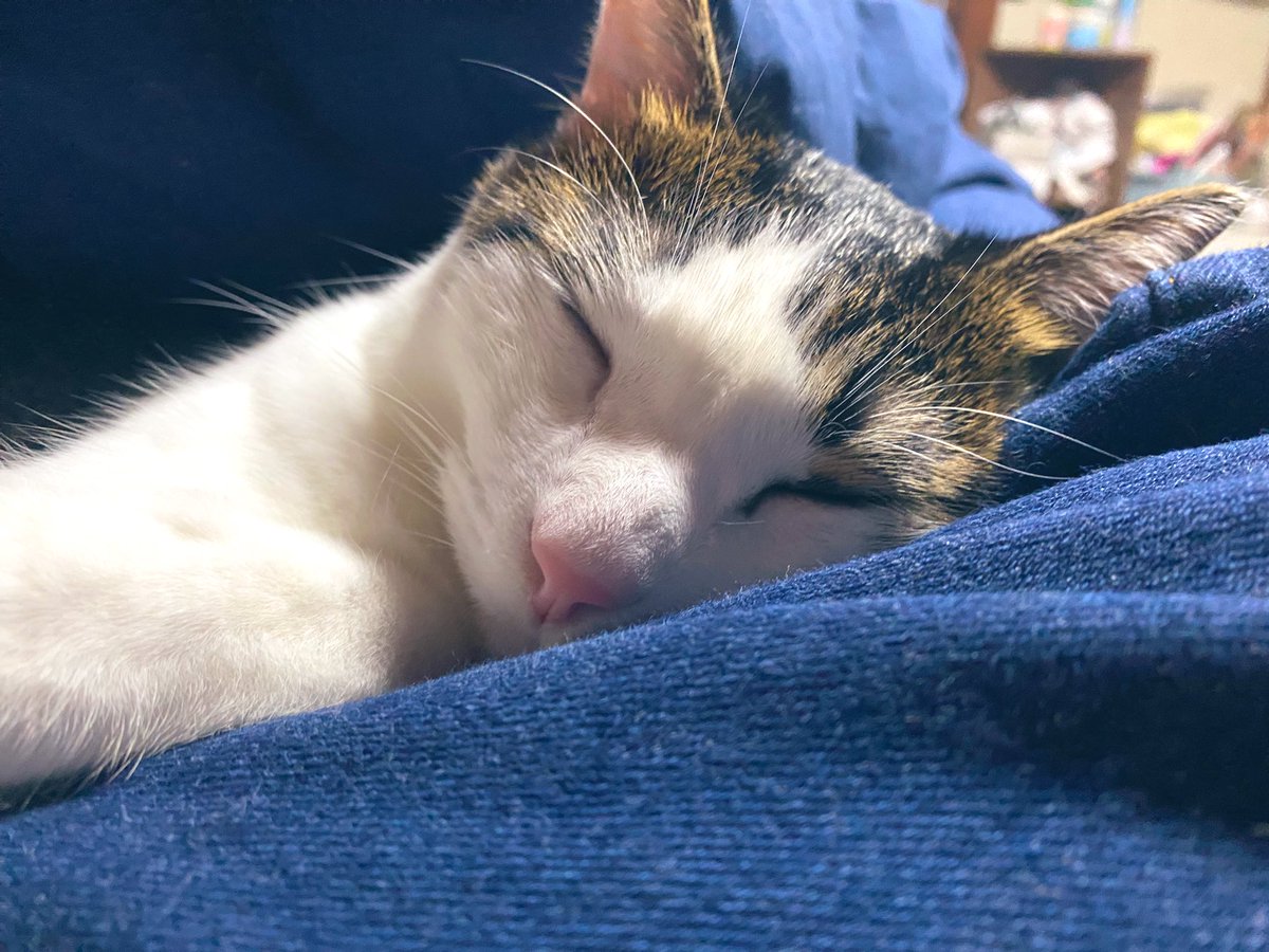 猫が起きるのが早いか、スーパーが閉まるのが早いか🐱
こんな気持ちよさそうにくっついて寝られたら起きるまでまつよねー。