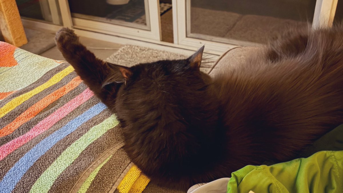 MaximilianTyson's tweet photo. Sleeping wif peet in air
#MaximilianTyson #AdoptDontShop #AussieCatsOfTwitter #CatsOfTwitter https://t.co/Xv0uViHeSf