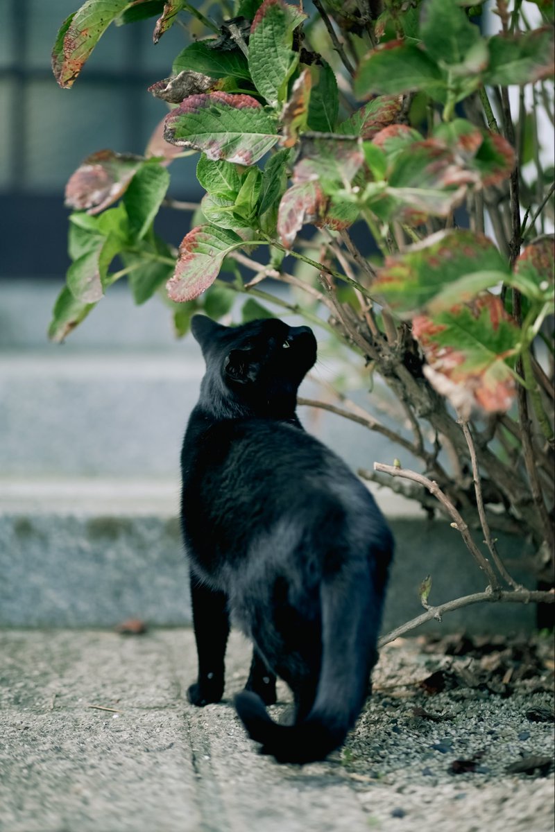 #尾道フォトウォーク
#カメラのサエダ