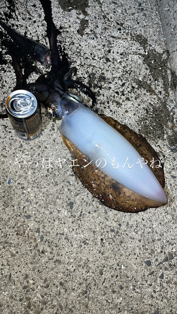 egiparapa's tweet photo. 久々ヤエンでイカ釣り🦑
そこそこええサイズ釣れて嬉しかったー！
アテに一杯やらせてもらいます🍻 https://t.co/JwWGFjpmAs