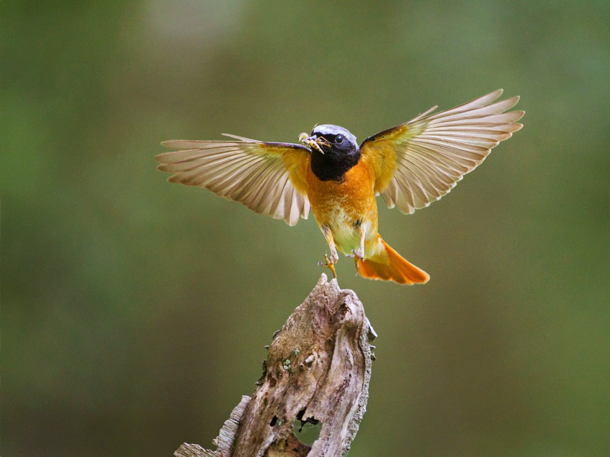 🕊️ Swallows, Willow Warblers &amp; other migratory birds are struggling to fuel up for their long journeys. Climate change is altering food availability across Europe. 🌍

Full story: bird-watchers.com/migratory-bird…

#MigratoryBirds #Birding

📸 Redstart by Edmund Fellowes / BTO